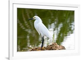 Florida, Immokalee, Snowy Egret Hunting-Bernard Friel-Framed Photographic Print