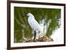 Florida, Immokalee, Snowy Egret Hunting-Bernard Friel-Framed Photographic Print