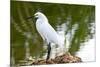 Florida, Immokalee, Snowy Egret Hunting-Bernard Friel-Mounted Photographic Print