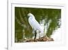 Florida, Immokalee, Snowy Egret Hunting-Bernard Friel-Framed Photographic Print