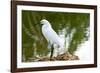 Florida, Immokalee, Snowy Egret Hunting-Bernard Friel-Framed Photographic Print