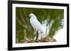 Florida, Immokalee, Snowy Egret Hunting-Bernard Friel-Framed Photographic Print