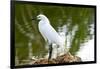 Florida, Immokalee, Snowy Egret Hunting-Bernard Friel-Framed Photographic Print