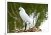 Florida, Immokalee, Snowy Egret Hunting-Bernard Friel-Framed Premium Photographic Print