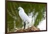 Florida, Immokalee, Snowy Egret Hunting-Bernard Friel-Framed Premium Photographic Print