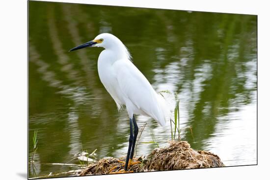 Florida, Immokalee, Snowy Egret Hunting-Bernard Friel-Mounted Premium Photographic Print