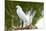 Florida, Immokalee, Snowy Egret Hunting-Bernard Friel-Mounted Premium Photographic Print