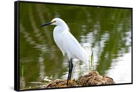 Florida, Immokalee, Snowy Egret Hunting-Bernard Friel-Framed Stretched Canvas