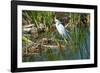 Florida, Immokalee, Snowy Egret Hunting-Bernard Friel-Framed Photographic Print