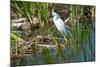 Florida, Immokalee, Snowy Egret Hunting-Bernard Friel-Mounted Photographic Print