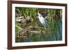 Florida, Immokalee, Snowy Egret Hunting-Bernard Friel-Framed Photographic Print