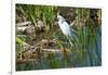 Florida, Immokalee, Snowy Egret Hunting-Bernard Friel-Framed Photographic Print