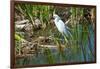 Florida, Immokalee, Snowy Egret Hunting-Bernard Friel-Framed Photographic Print