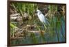 Florida, Immokalee, Snowy Egret Hunting-Bernard Friel-Framed Premium Photographic Print