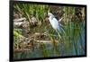 Florida, Immokalee, Snowy Egret Hunting-Bernard Friel-Framed Premium Photographic Print