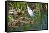 Florida, Immokalee, Snowy Egret Hunting-Bernard Friel-Framed Stretched Canvas