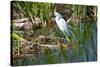 Florida, Immokalee, Snowy Egret Hunting-Bernard Friel-Stretched Canvas