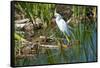 Florida, Immokalee, Snowy Egret Hunting-Bernard Friel-Framed Stretched Canvas