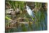 Florida, Immokalee, Snowy Egret Hunting-Bernard Friel-Stretched Canvas