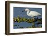 Florida, Immokalee, Snowy Egret Hunting-Bernard Friel-Framed Photographic Print