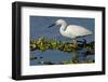 Florida, Immokalee, Snowy Egret Hunting-Bernard Friel-Framed Photographic Print