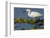 Florida, Immokalee, Snowy Egret Hunting-Bernard Friel-Framed Photographic Print