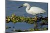 Florida, Immokalee, Snowy Egret Hunting-Bernard Friel-Mounted Photographic Print