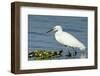 Florida, Immokalee, Snowy Egret Hunting-Bernard Friel-Framed Photographic Print