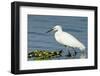 Florida, Immokalee, Snowy Egret Hunting-Bernard Friel-Framed Photographic Print