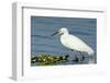 Florida, Immokalee, Snowy Egret Hunting-Bernard Friel-Framed Photographic Print