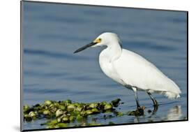 Florida, Immokalee, Snowy Egret Hunting-Bernard Friel-Mounted Photographic Print