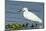 Florida, Immokalee, Snowy Egret Hunting-Bernard Friel-Mounted Photographic Print