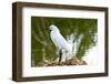 Florida, Immokalee, Snowy Egret Hunting-Bernard Friel-Framed Photographic Print