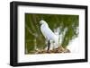 Florida, Immokalee, Snowy Egret Hunting-Bernard Friel-Framed Photographic Print