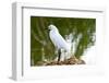 Florida, Immokalee, Snowy Egret Hunting-Bernard Friel-Framed Photographic Print