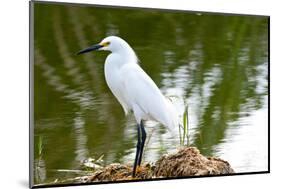 Florida, Immokalee, Snowy Egret Hunting-Bernard Friel-Mounted Photographic Print