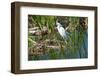 Florida, Immokalee, Snowy Egret Hunting-Bernard Friel-Framed Photographic Print