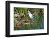 Florida, Immokalee, Snowy Egret Hunting-Bernard Friel-Framed Photographic Print