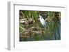 Florida, Immokalee, Snowy Egret Hunting-Bernard Friel-Framed Photographic Print