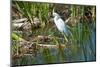 Florida, Immokalee, Snowy Egret Hunting-Bernard Friel-Mounted Photographic Print