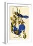 Florida Jay-John James Audubon-Framed Art Print