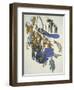 Florida Jay-John James Audubon-Framed Art Print