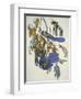 Florida Jay-John James Audubon-Framed Art Print