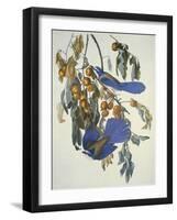 Florida Jay-John James Audubon-Framed Art Print