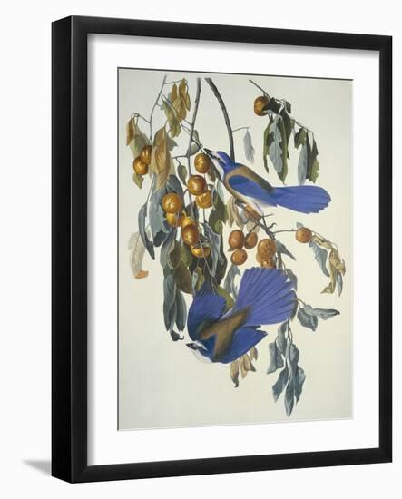 Florida Jay-John James Audubon-Framed Art Print