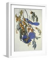 Florida Jay-John James Audubon-Framed Art Print