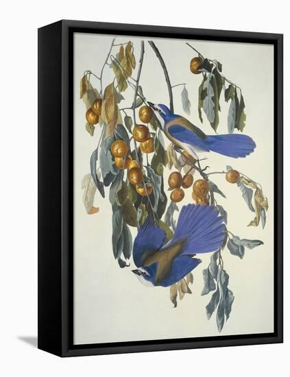 Florida Jay-John James Audubon-Framed Stretched Canvas