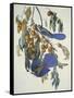 Florida Jay-John James Audubon-Framed Stretched Canvas