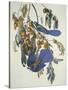 Florida Jay-John James Audubon-Stretched Canvas