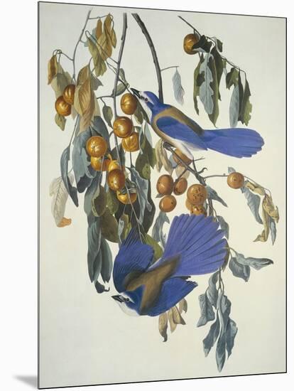 Florida Jay-John James Audubon-Mounted Art Print